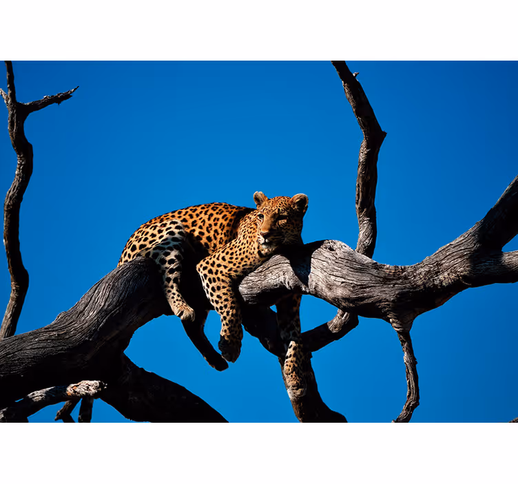 Leopard on Branch animals wall mural - TenStickers