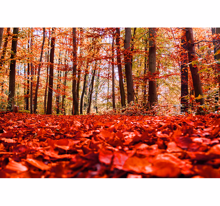 Autumn Leaf Canopy forest wall mural - TenStickers