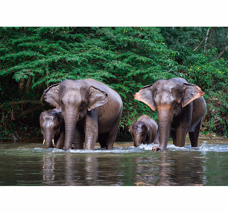 Elephants in Water animals wall mural - TenStickers
