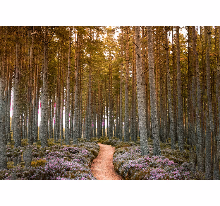 Forest Pathway Adventure wall mural nature - TenStickers