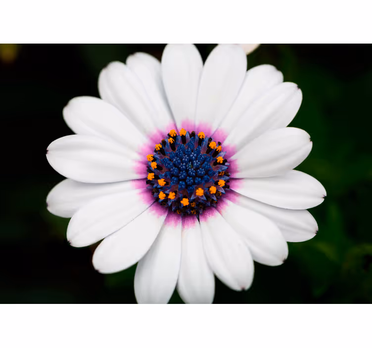 White flower blossom flower wall mural - TenStickers