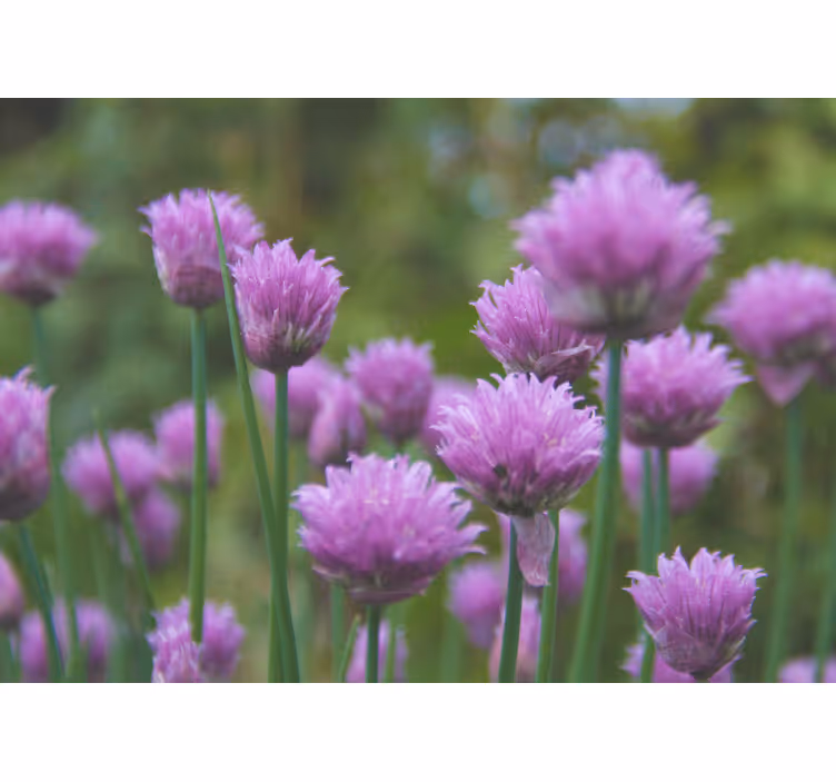 Flower wall mural chive blooming cluster - TenStickers