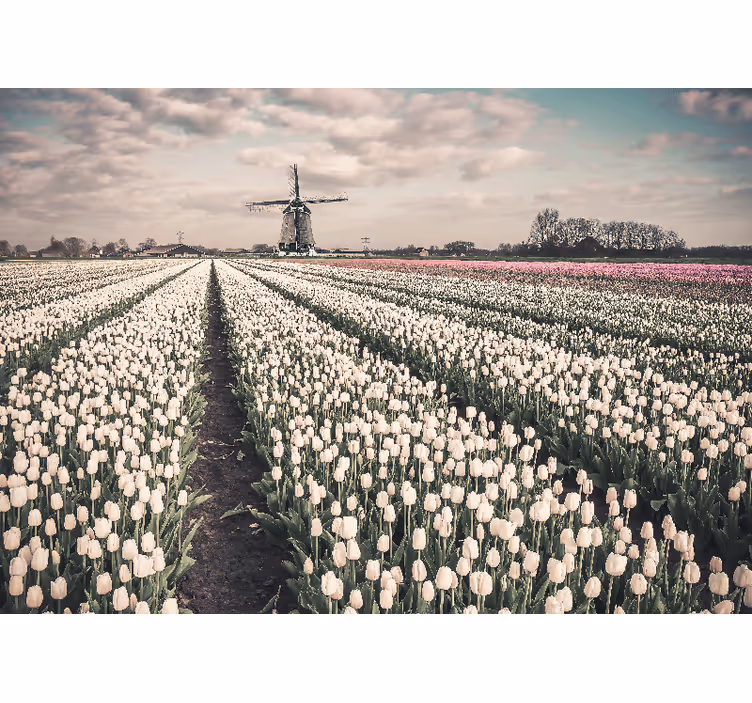 Field with wind mill tulip wall mural - TenStickers