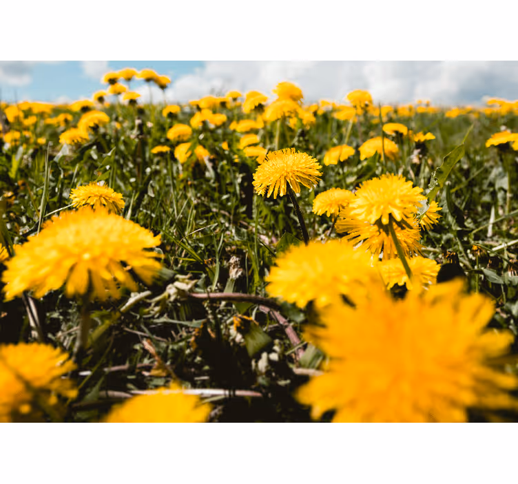 Dandelion wall mural dandelion field view - TenStickers