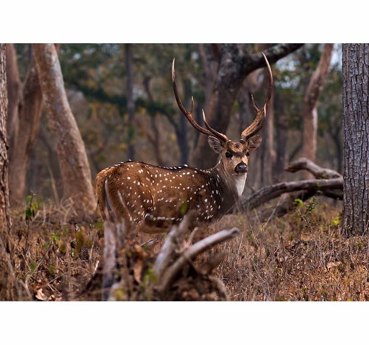Animals wall mural elegant spotted deer - TenStickers