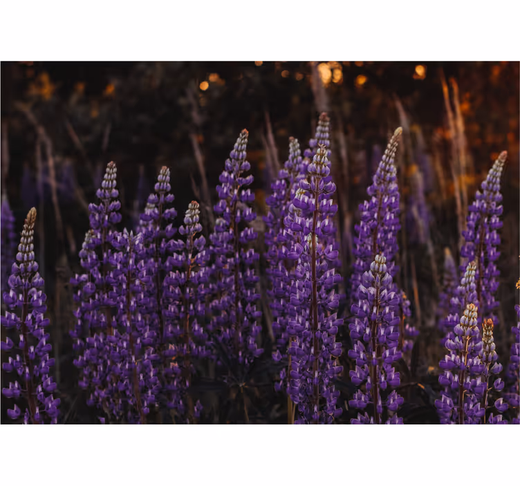 Flower wall mural purple flower fields - TenStickers