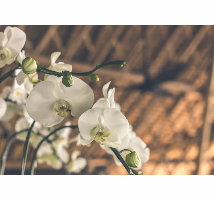 White orchid structured wall mural - TenStickers