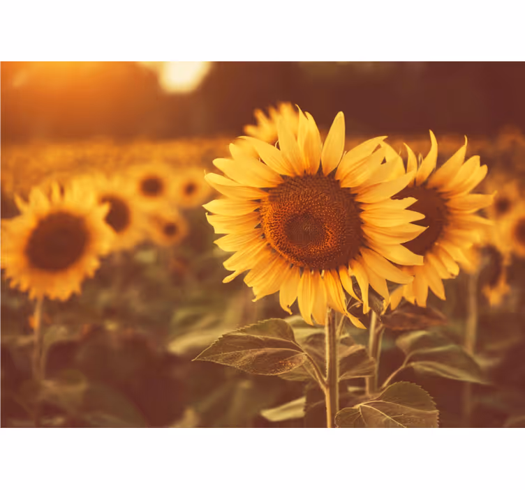 Flower wall mural sunflower fields - TenStickers