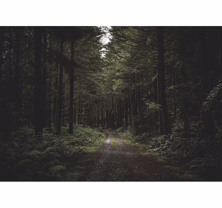 Wall mural nature verdant woodland path - TenStickers