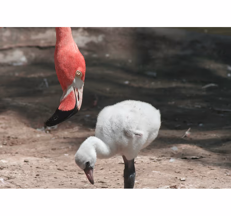 Animals wall mural flamingo chick - TenStickers
