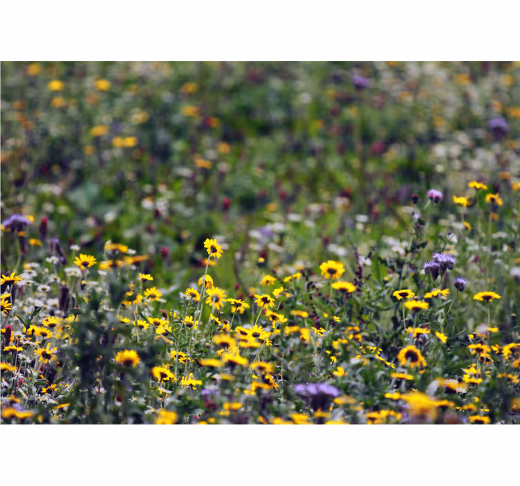 Flower wall mural sunny meadow blooms - TenStickers