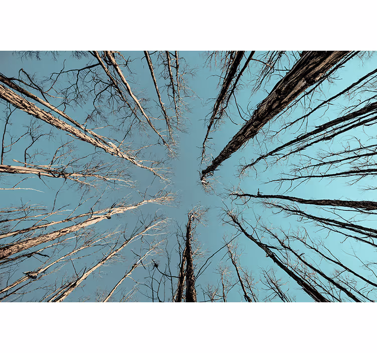 Wall mural trees reaching for the sky - TenStickers