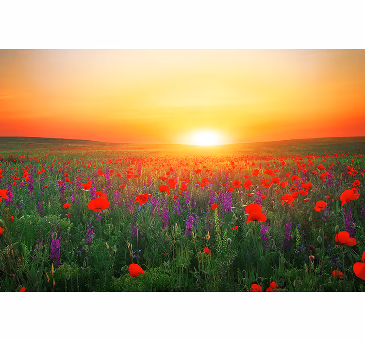Poppy wall mural golden sunset poppies - TenStickers