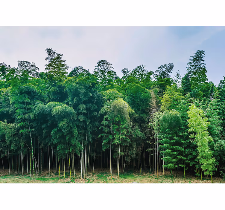 Wall mural nature bamboo forest scene - TenStickers