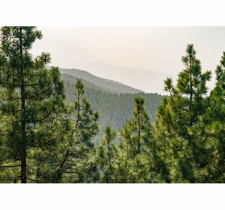 Wall mural nature lush greenery landscape - TenStickers