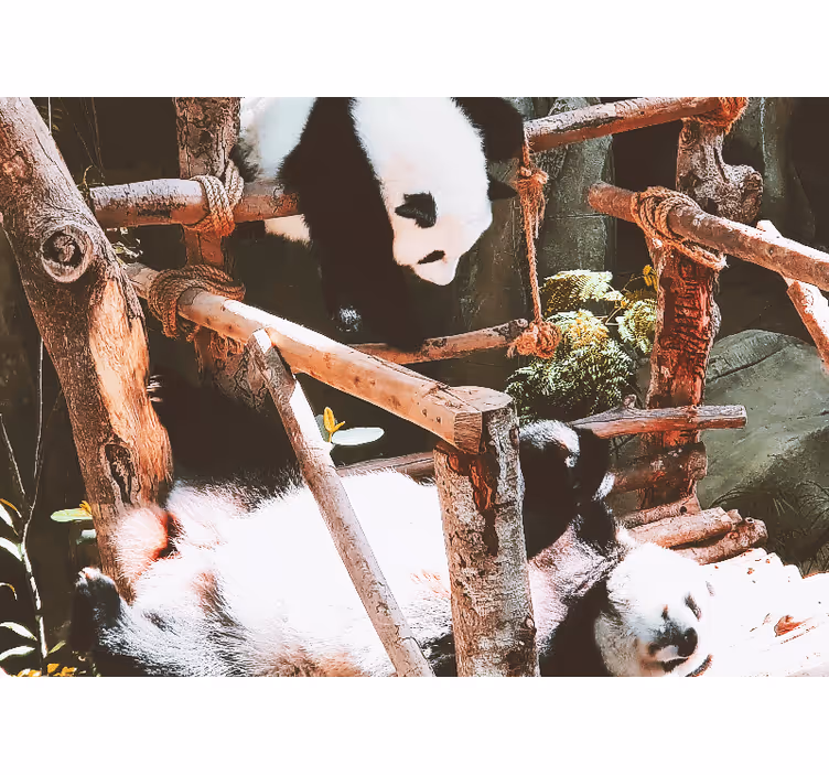 Animals wall mural panda playtime scene - TenStickers