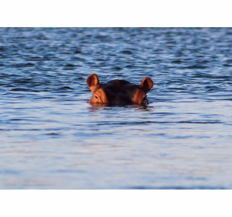 Animals wall mural hippo swimming calmly - TenStickers