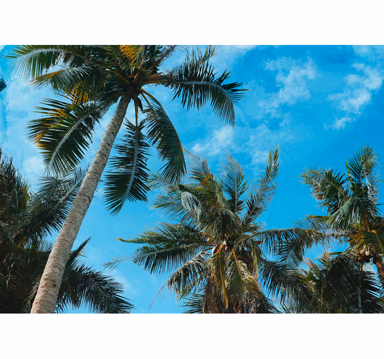 Wall mural nature palm trees in the sky - TenStickers