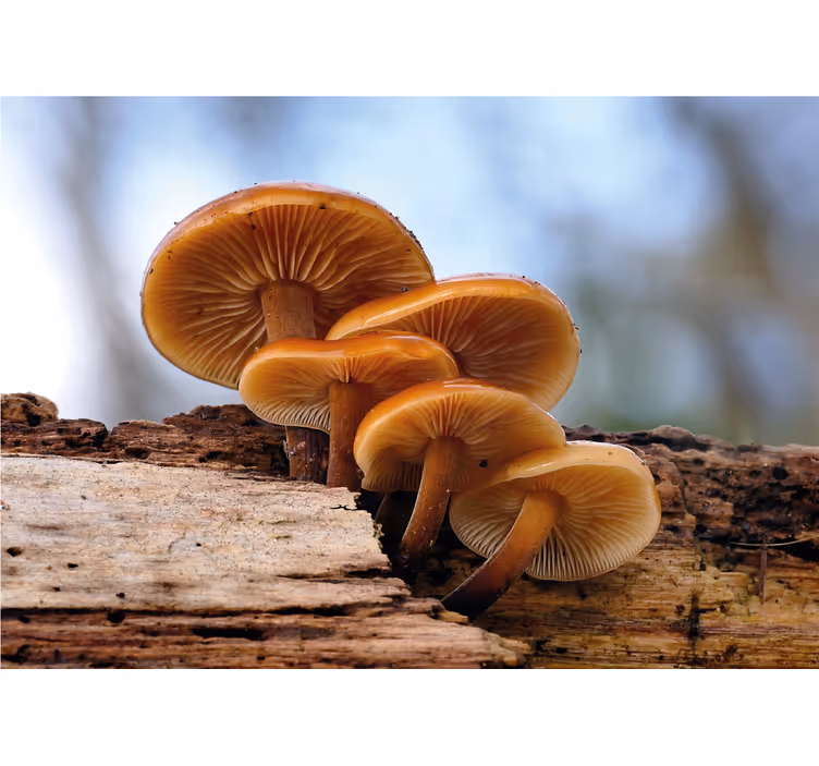 Flower wall mural mushroom cluster design - TenStickers