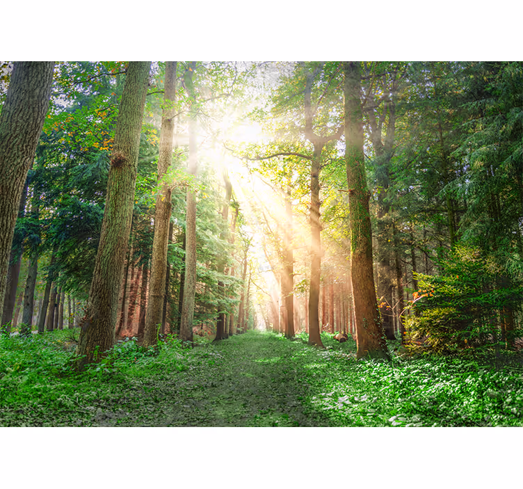 Tranquil woodland trail forest wall mural - TenStickers