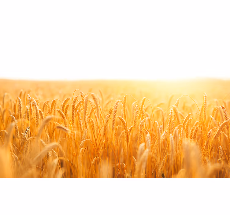 Wheat field aesthetic colours nature wall mural - TenStickers