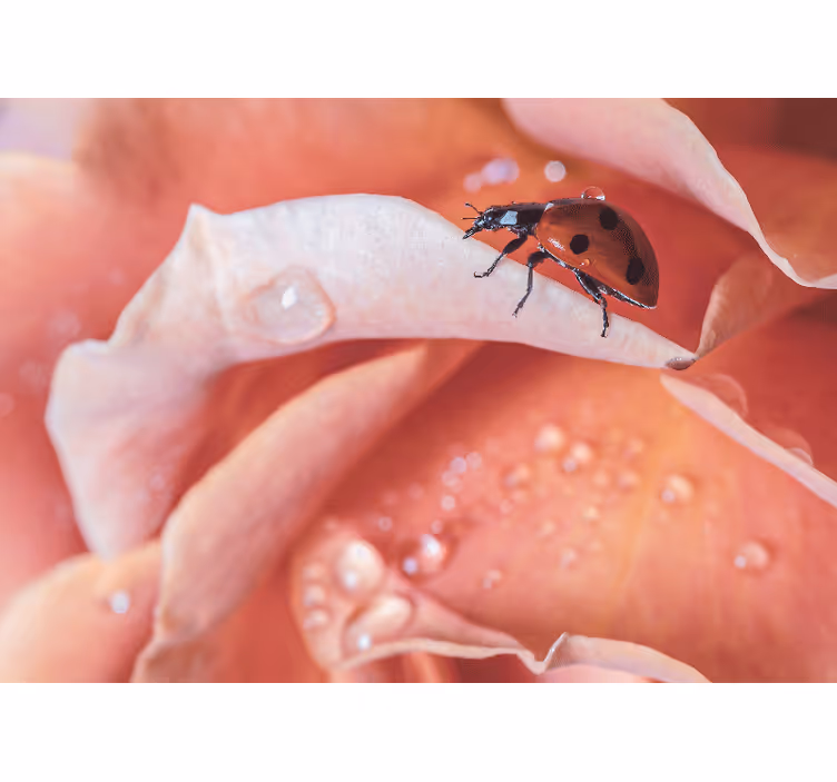 Flower wall mural ladybug on petal - TenStickers