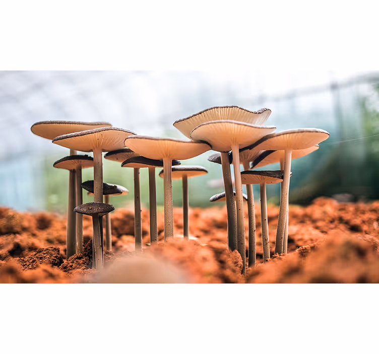 Mushroom Cluster Scene other wall mural - TenStickers