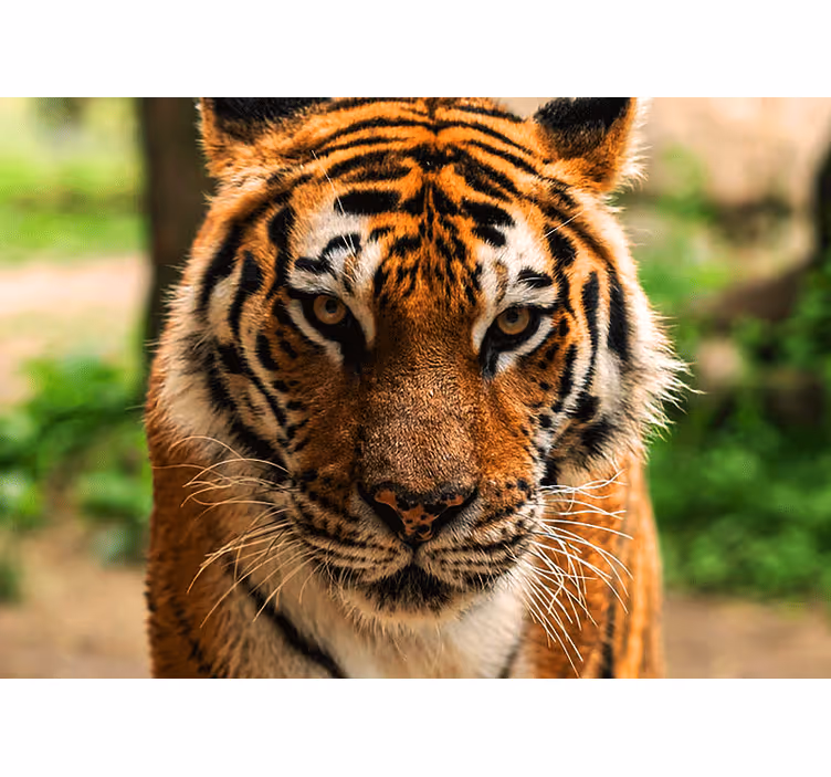 Animals wall mural regal tiger artwork - TenStickers