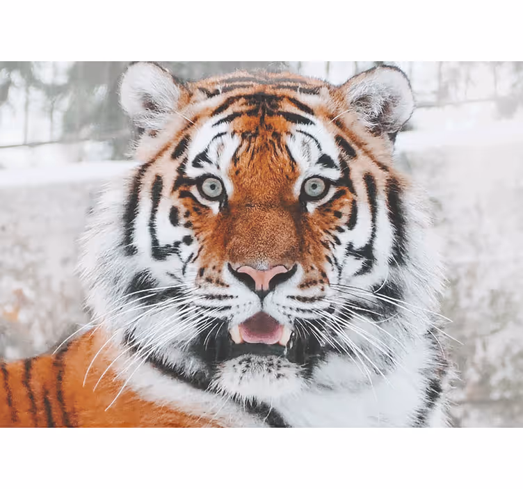 Animals wall mural regal tiger design - TenStickers