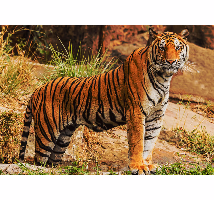 Animals wall mural majestic tiger presence - TenStickers