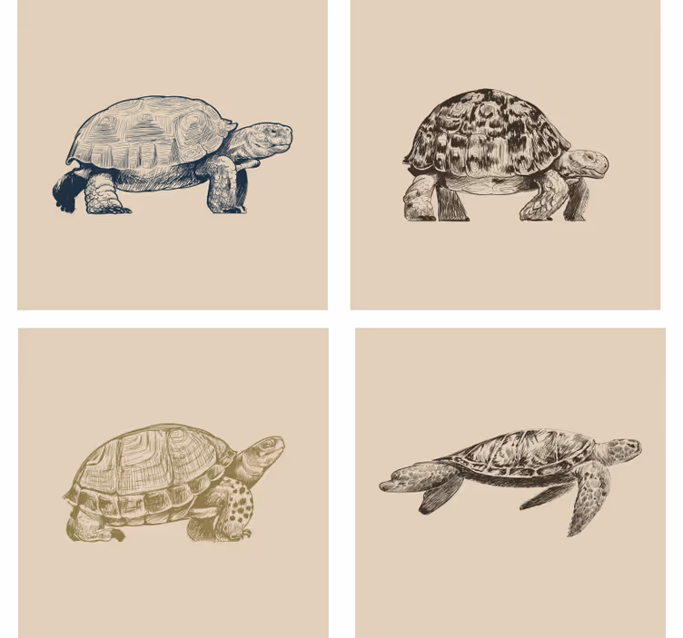 Vintage coasters retro tortoise illustrations - TenStickers