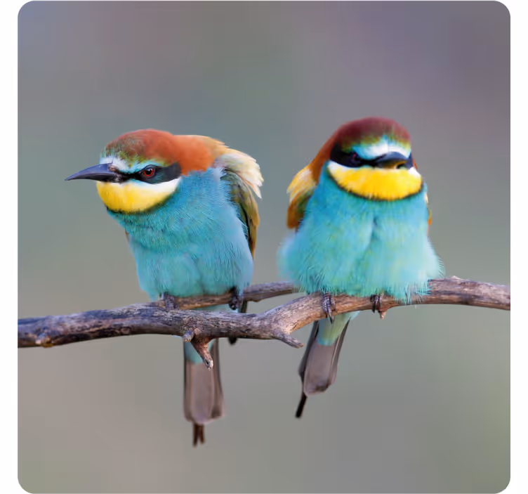 Modern coasters colorful birds on branches - TenStickers