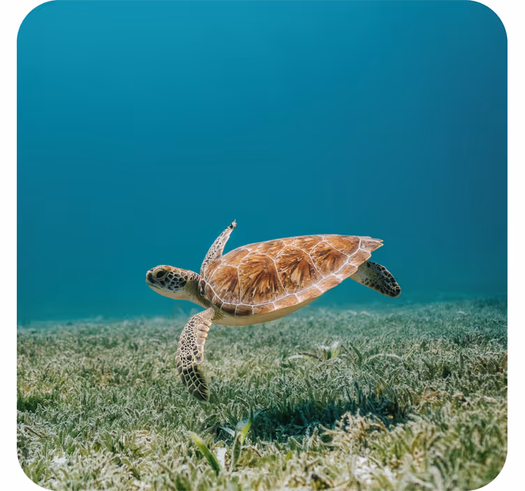 Modern coasters featuring a swimming sea turtle - TenStickers