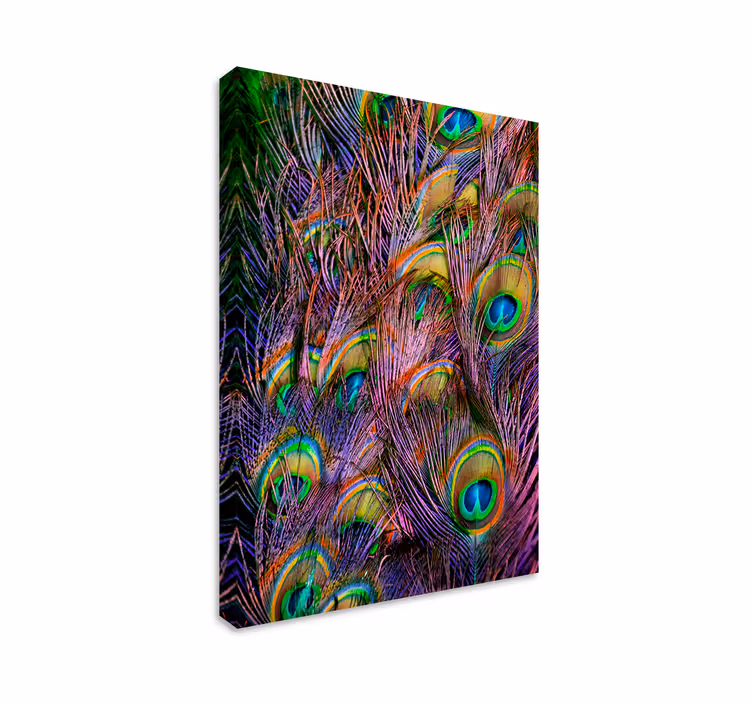 Peacock feather bird canvas art - TenStickers