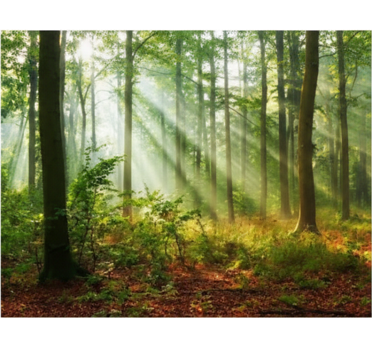 Tree blind natural light in forest - TenStickers