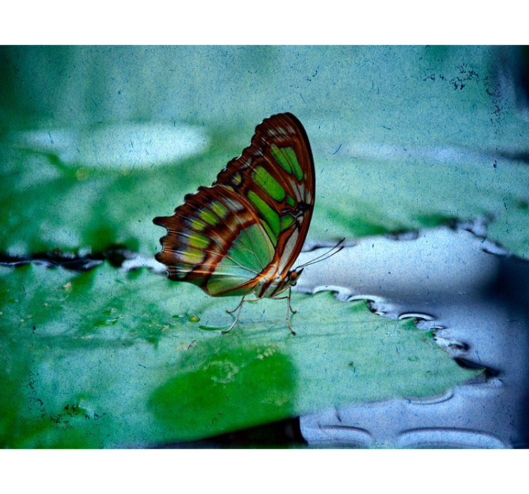 Flying on water Butterfly blind - TenStickers