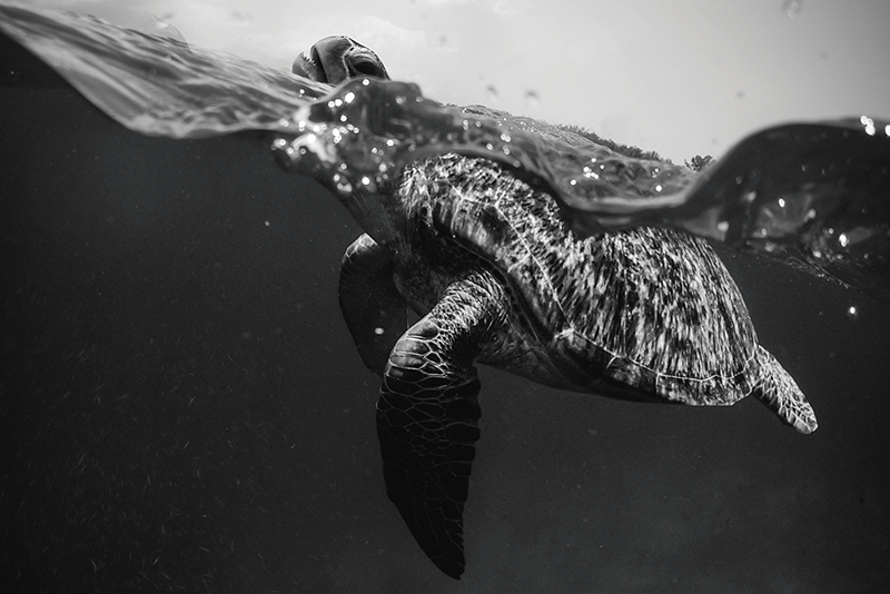 Turtle underwater scene placemats - TenStickers