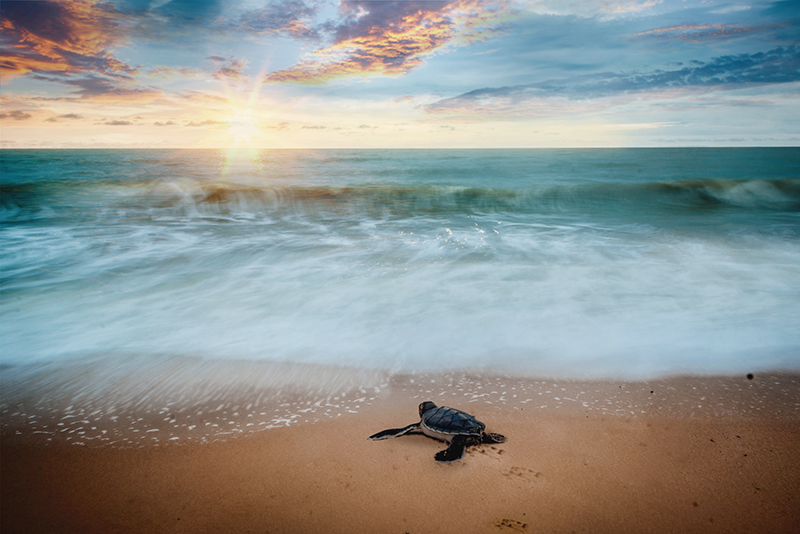 Turtle on beach placemats for home - TenStickers