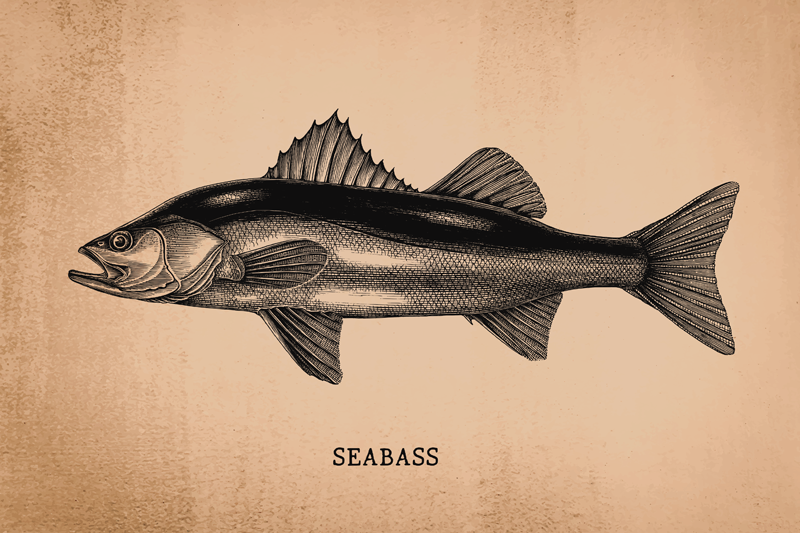 Original placemats seabass fish illustration - TenStickers