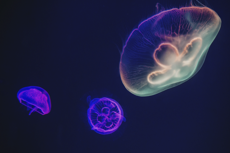 Personalisable placemat with colorful jellyfish design - TenStickers