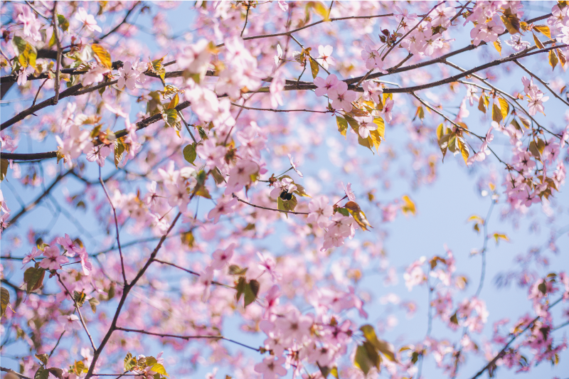 Blooming cherry blossom placemats - TenStickers