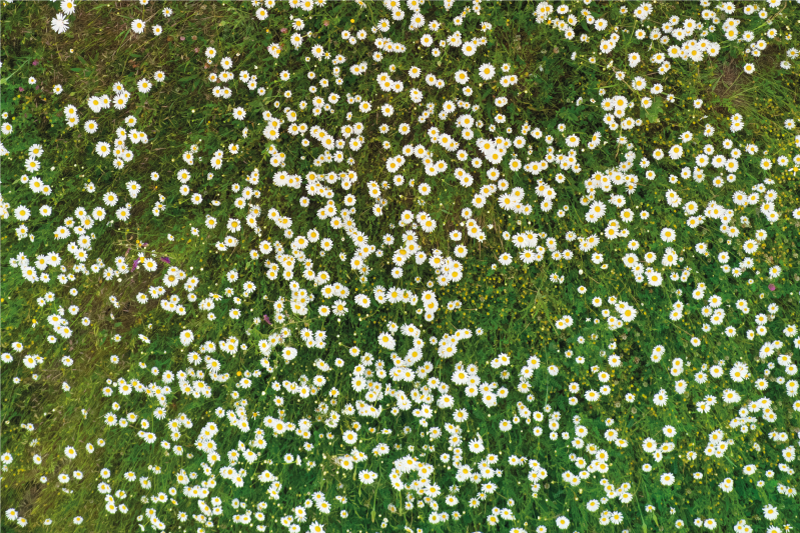 Fresh flower pattern placemats - TenStickers