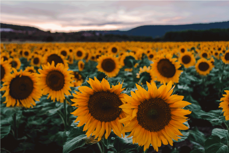 Original placemats sunflower field view - TenStickers