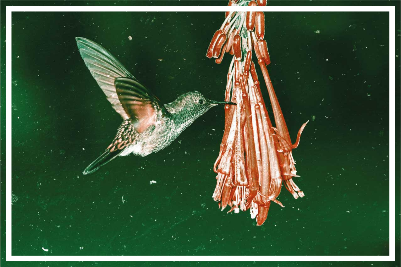 Bird to red flower original placemats - TenStickers