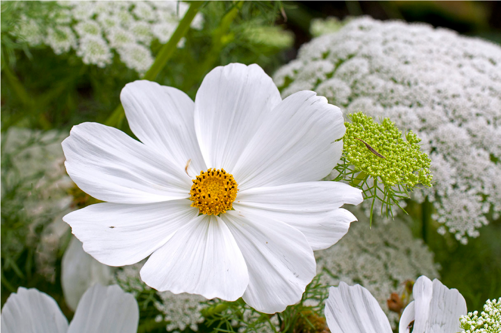 Original placemats elegant white blossom - TenStickers