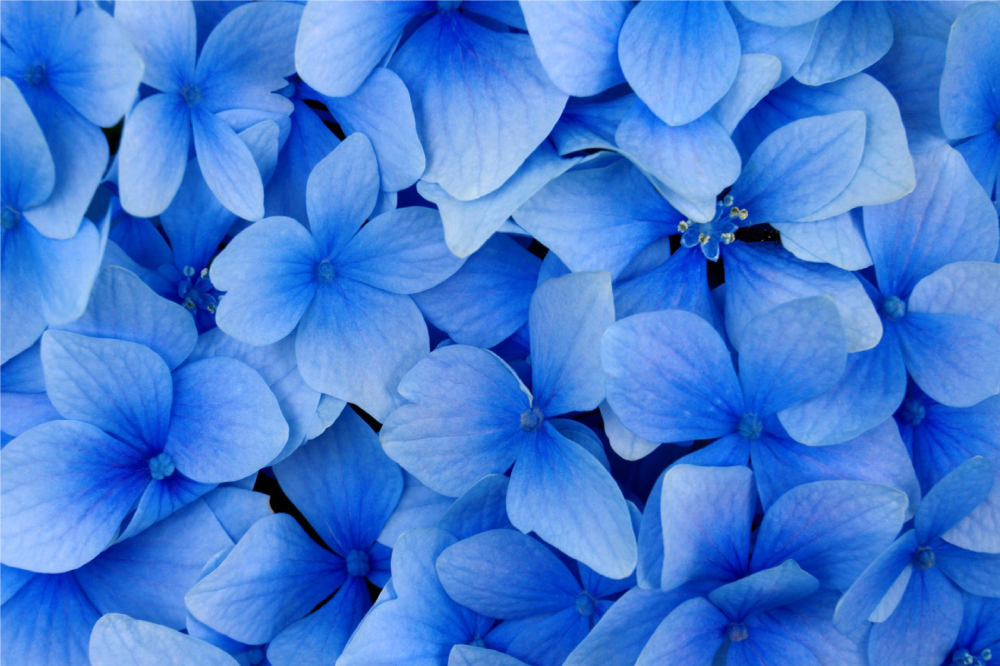 Several blue flowers modern placemats - TenStickers