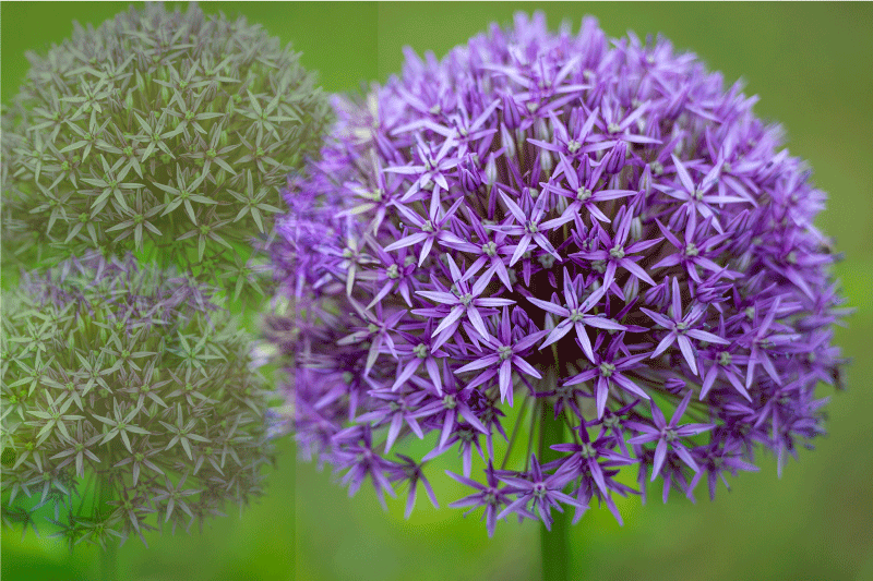 Vibrant purple flowers placemats - TenStickers