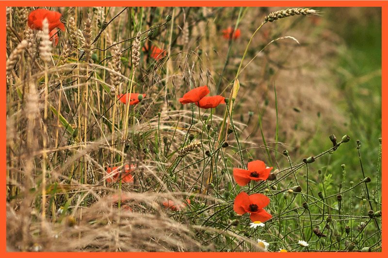 Children placemats funny food designs - TenStickers