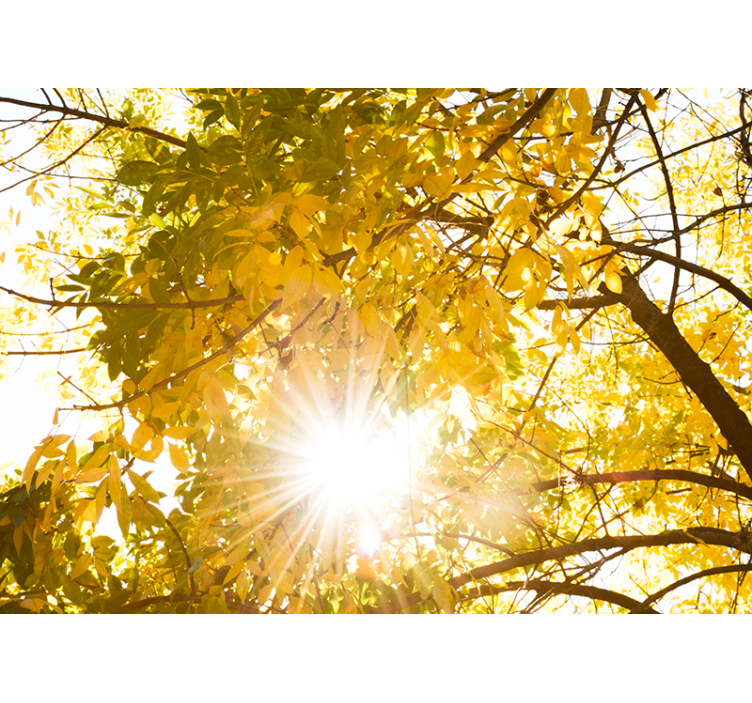 Autumn Canopy Rays wall mural nature - TenStickers
