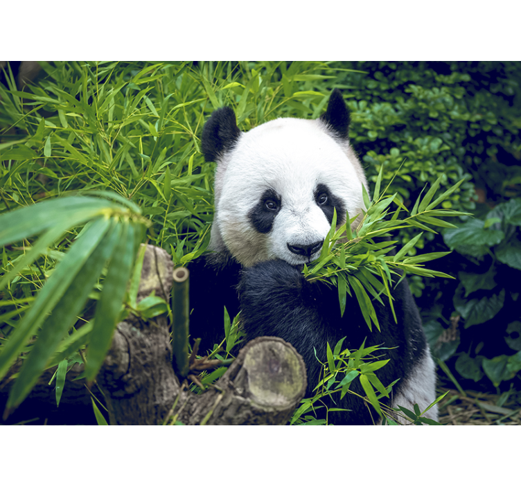 Panda Bamboo Sanctuary animals wall mural - TenStickers